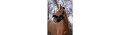 Cabezada Cuadra EQUITHEME Teddy Rose Gold