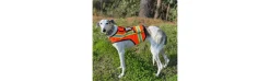 Chaleco Fluorescente Para Perros Máxima Visibilidad