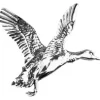 Pin Jack Pyke Pato